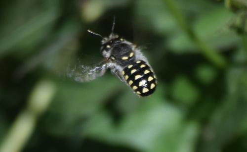Spotted Woolcarder photo 3