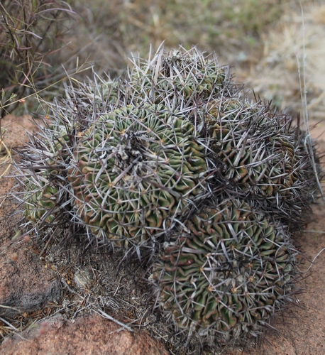 Echinofossulocactus pentacanthus