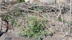 Cryptantha barbigera fergusoniae