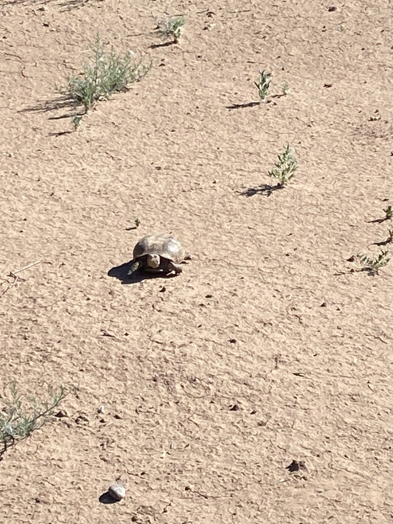 Ornate Box Turtle from Candelaria Rd NW, Albuquerque, NM, US on July 17 ...