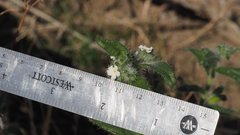 Cryptantha barbigera fergusoniae