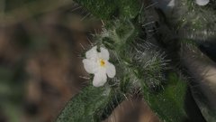 Cryptantha barbigera fergusoniae