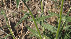 Cryptantha barbigera fergusoniae