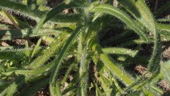 Cryptantha barbigera fergusoniae