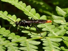 Protichneumon grandis