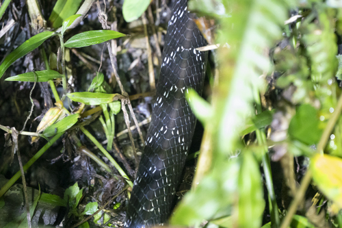 Northeastern Hill Krait, Bungarus bungaroides