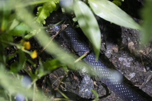 Photo of a Northeastern Hill Krait (Bungarus bungaroides)
