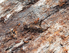 Pleioplectron hudsoni