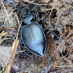 Scaphinotus interruptus