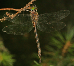 Somatochlora williamsoni