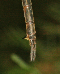 Somatochlora williamsoni