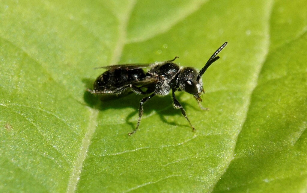 Leathery Sweat Bee from 11 Seymour Ave, Toronto, ON M4J 3T3, Canada on ...