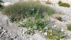 Cryptantha barbigera fergusoniae