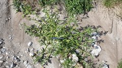 Cryptantha barbigera fergusoniae