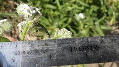 Cryptantha barbigera fergusoniae