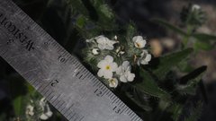 Cryptantha barbigera fergusoniae