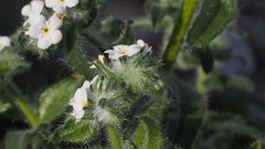 Cryptantha barbigera fergusoniae