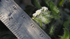 Cryptantha barbigera fergusoniae