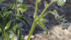 Cryptantha barbigera fergusoniae