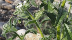 Cryptantha barbigera fergusoniae