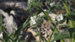 Cryptantha barbigera fergusoniae