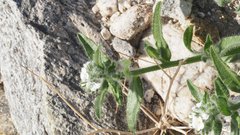 Cryptantha barbigera fergusoniae