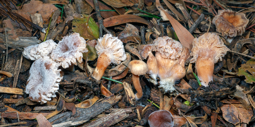 Hypomyces tubariicola image