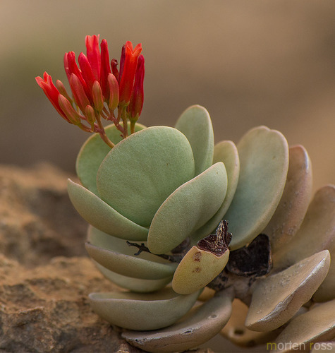Bryophyllum pinnatum