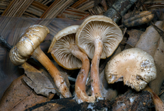 Clitocybe salmonilamella