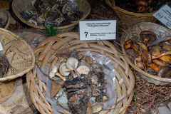 Clitocybe salmonilamella