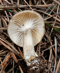 Spodocybe trulliformis