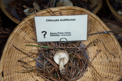 Spodocybe trulliformis