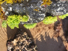 Chaetomorpha antennina