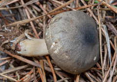 Spodocybe trulliformis