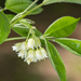 American Bladdernut - Photo (c) Heather Holm, some rights reserved (CC BY-NC), uploaded by Heather Holm