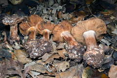 Cortinarius regalis