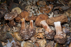 Cortinarius regalis