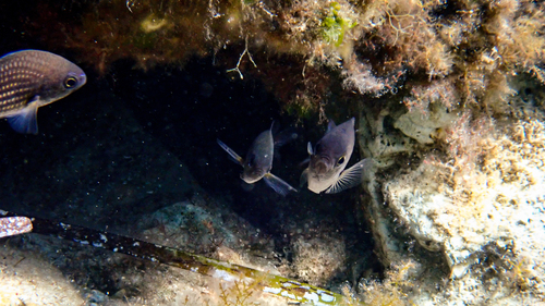 Mediterranean Damselfish, Ionian Islands, Peloponnese, Western Greece and the Ionian Islands, Greece, photo 7 of 10