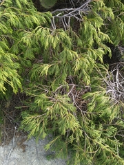 Juniperus flaccida