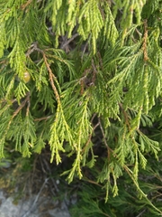Juniperus flaccida