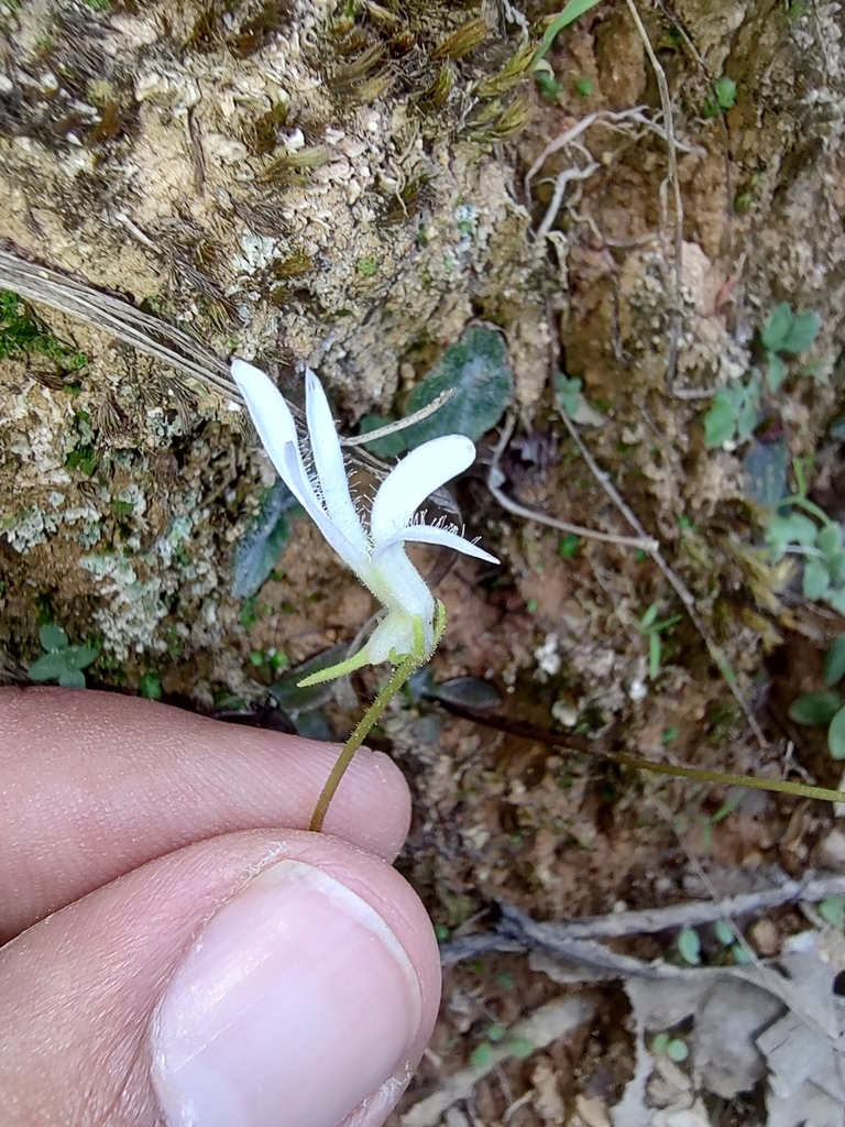 Pinguicula parvifolia, R56H+Q8, 46960 Santiago de Pinos, Jal., México
