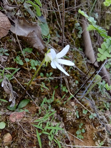 Pinguicula parvifolia