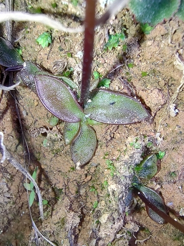 Pinguicula parvifolia