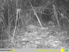 Bourlon's Genet photo 4