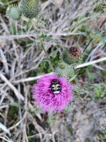 Eurasian Bee Beetle photo 2