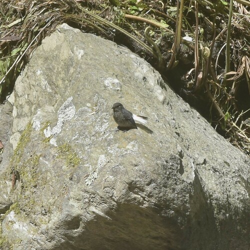 Plumbeous Water Redstart (Phoenicurus fuliginosus), photo 8