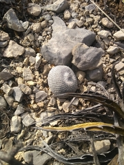 Epithelantha greggii