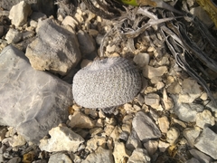 Epithelantha greggii