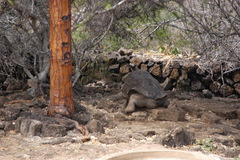 Chelonoidis niger abingdonii