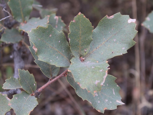 Quercus praeco